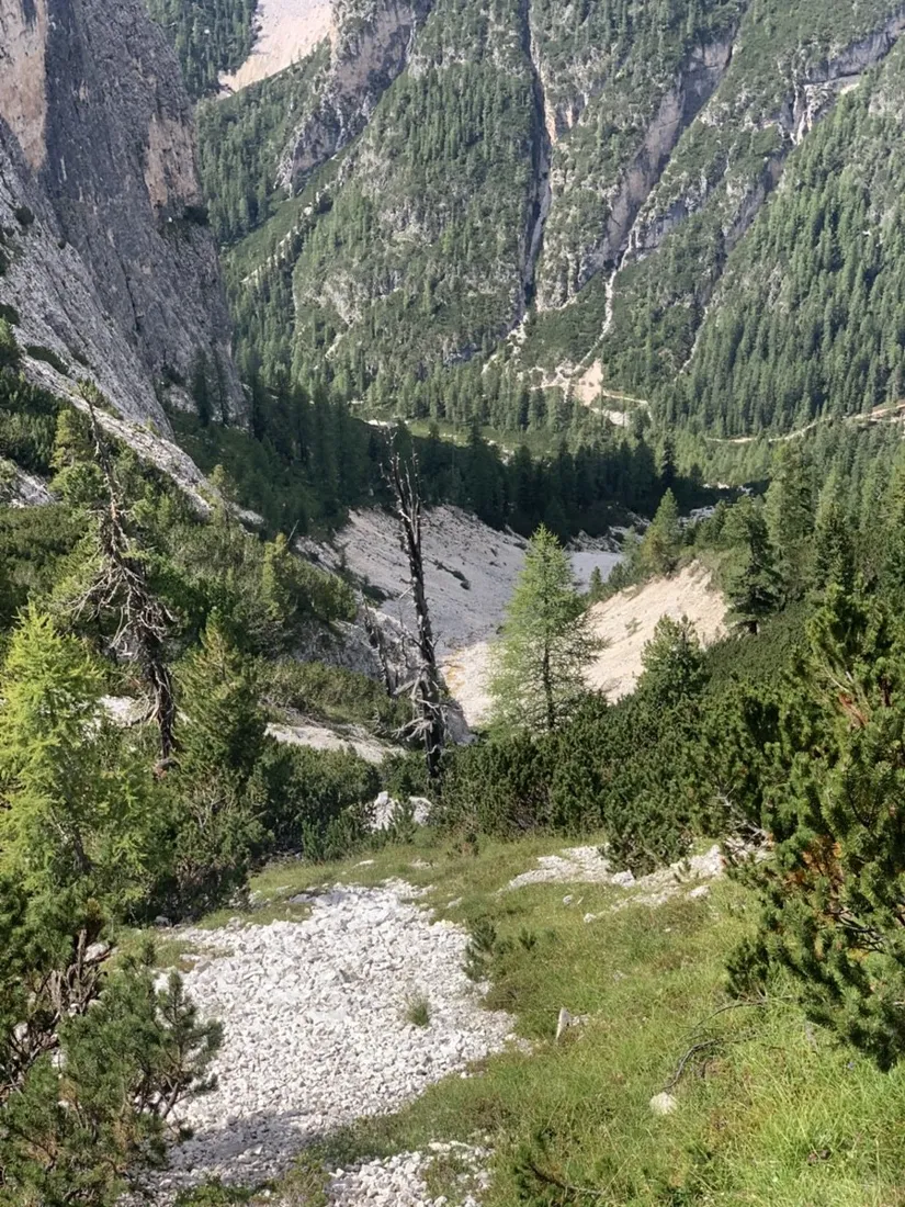 Gravel stream bed and pine forest in a Dolomites valley