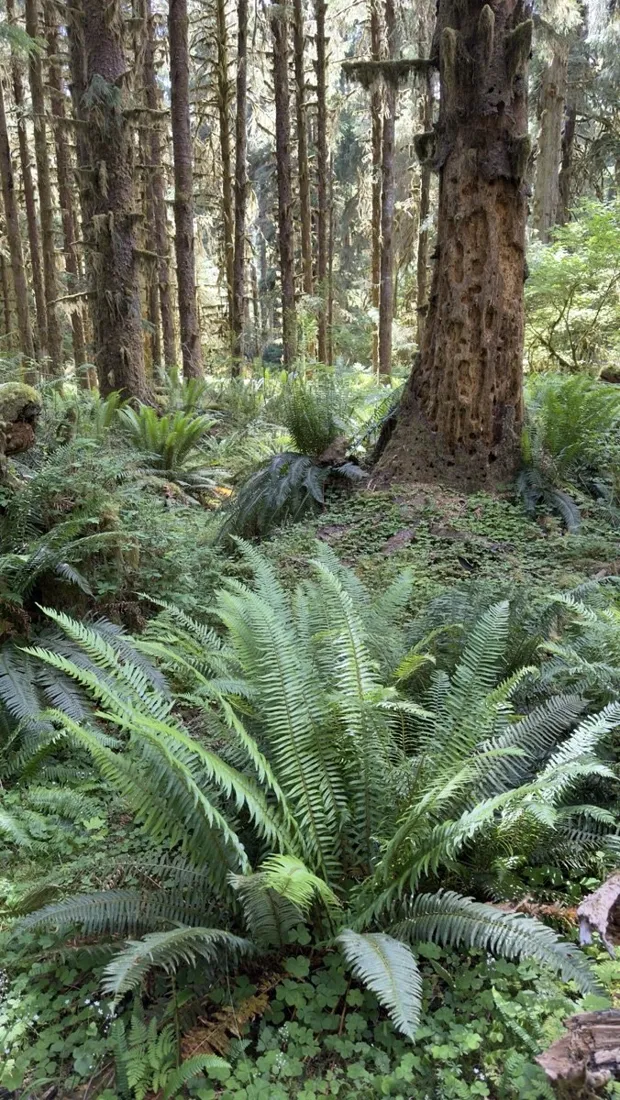 Fallen nurse log feeding a new row of trees