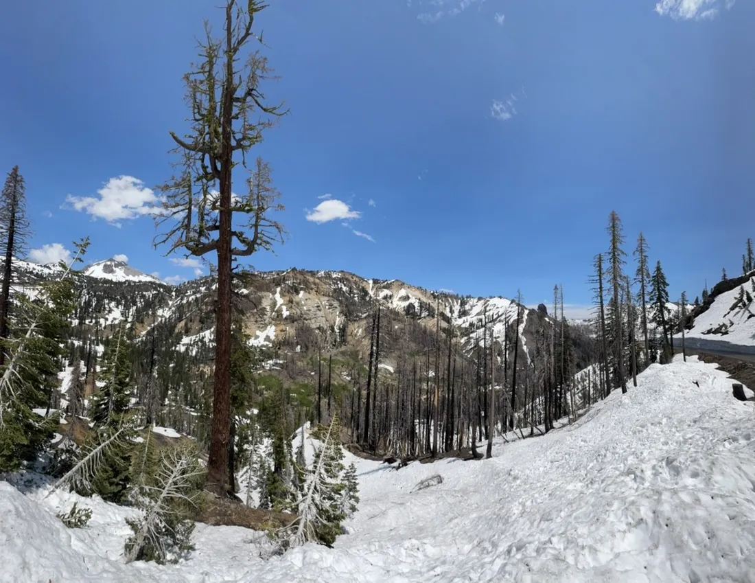Burnt forest and fresh snow along the closed park highway