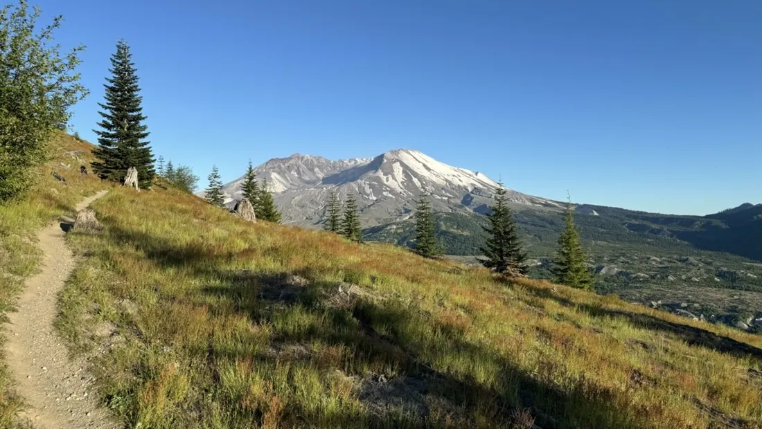 Lupine meadows regrowing in the blast zone below Mount St. Helens