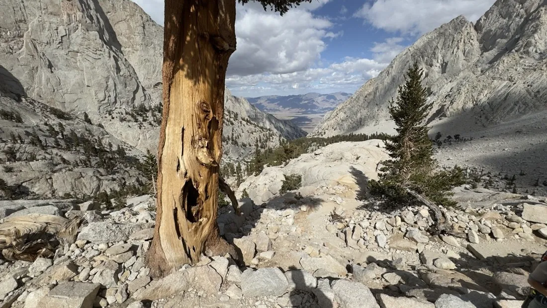 Weathered foxtail pine snag against Sierra Nevada granite