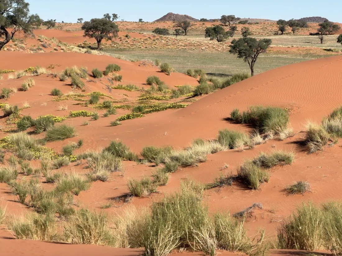 Red desert dunes and grass plains along the D707 in southern Namibia