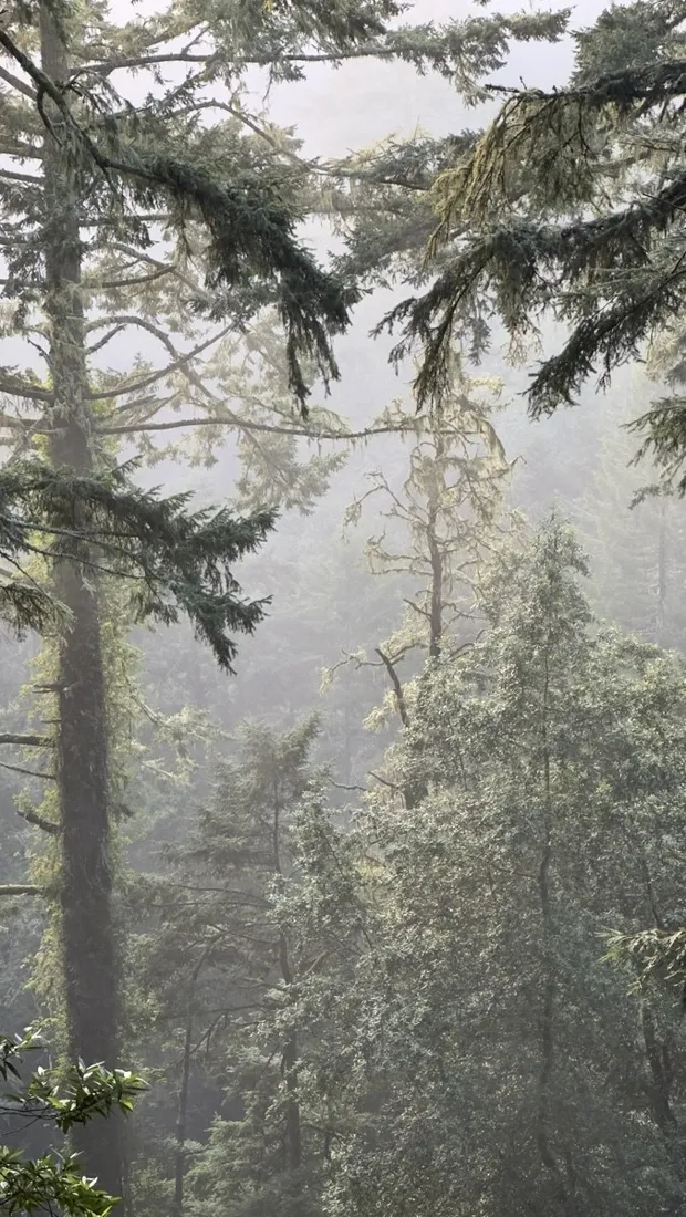 Fog drifting between redwoods along the trail