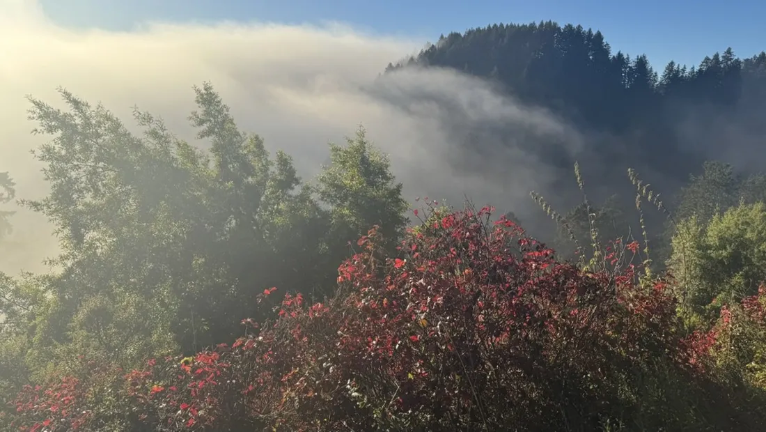 Flowering shrubs in front of a fog bank rolling over the forest