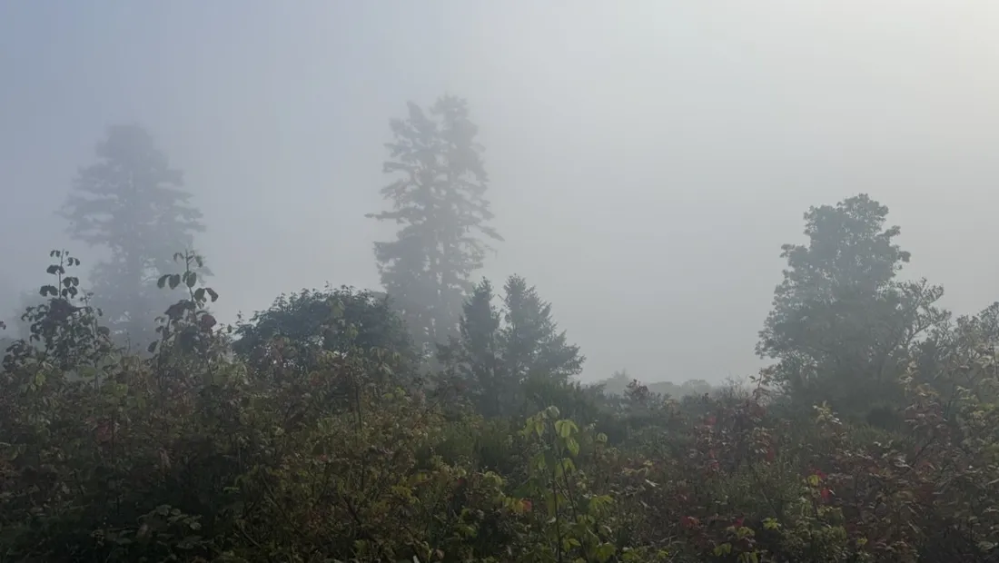 Coastal fog pouring over the wooded ridgeline