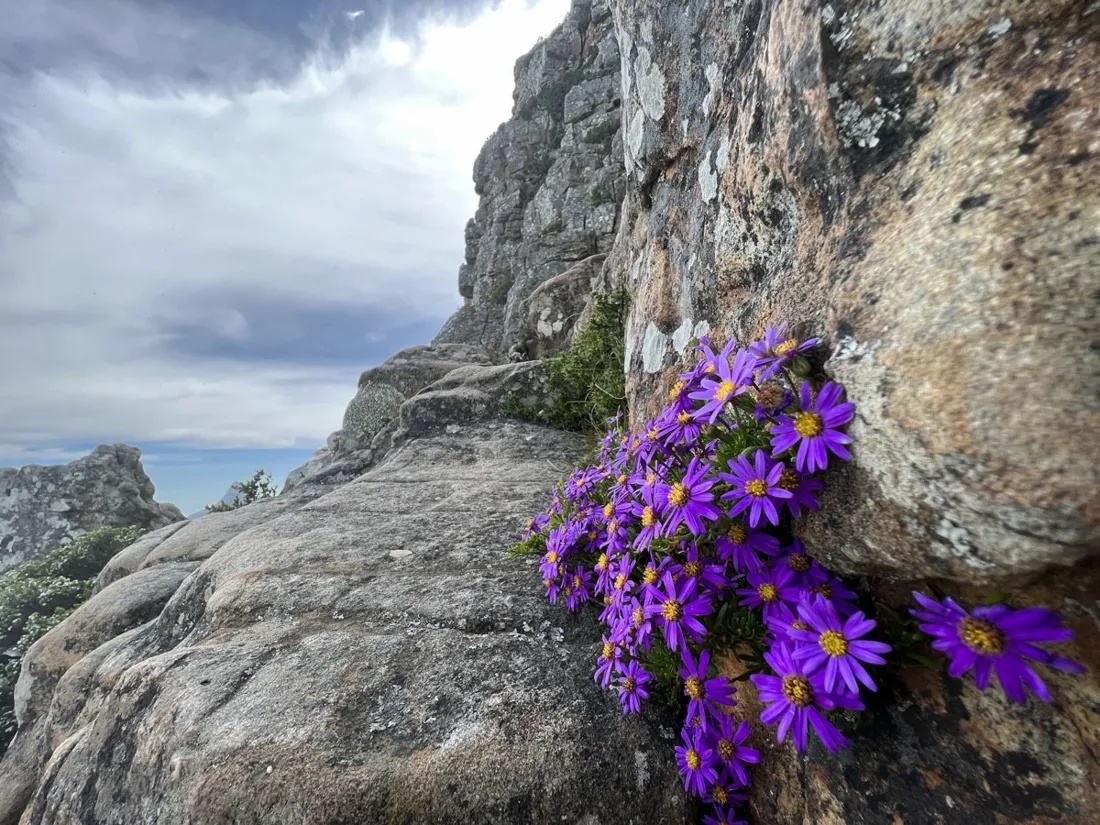 Purple fynbos flowers along the Table Mountain trail