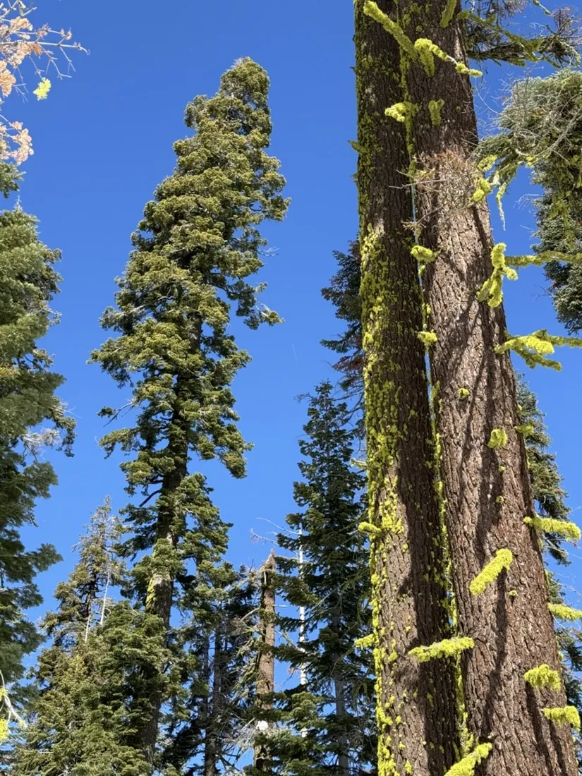 Tall pines and bleached snags against the winter sky